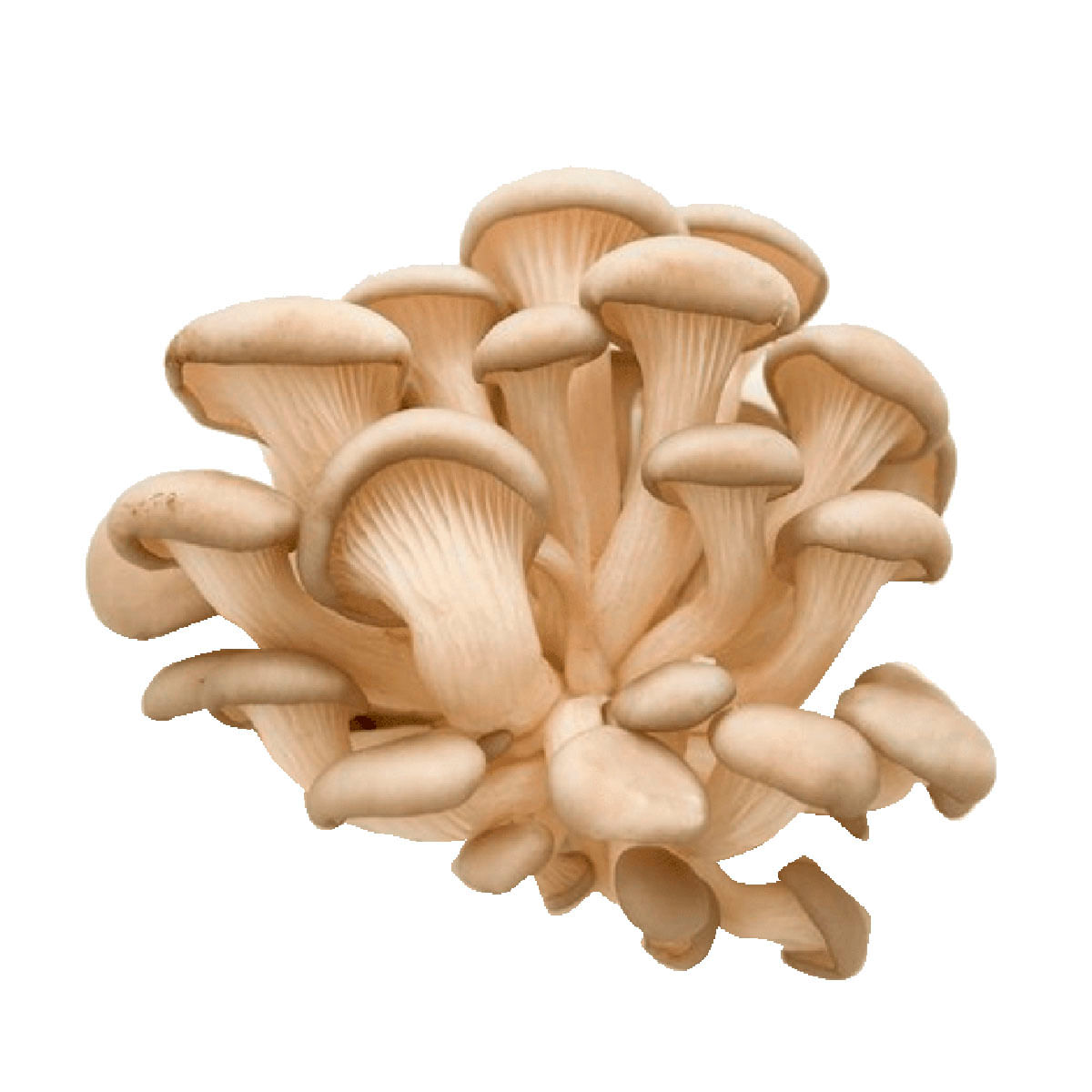 Cogumelos Shimeji Branco