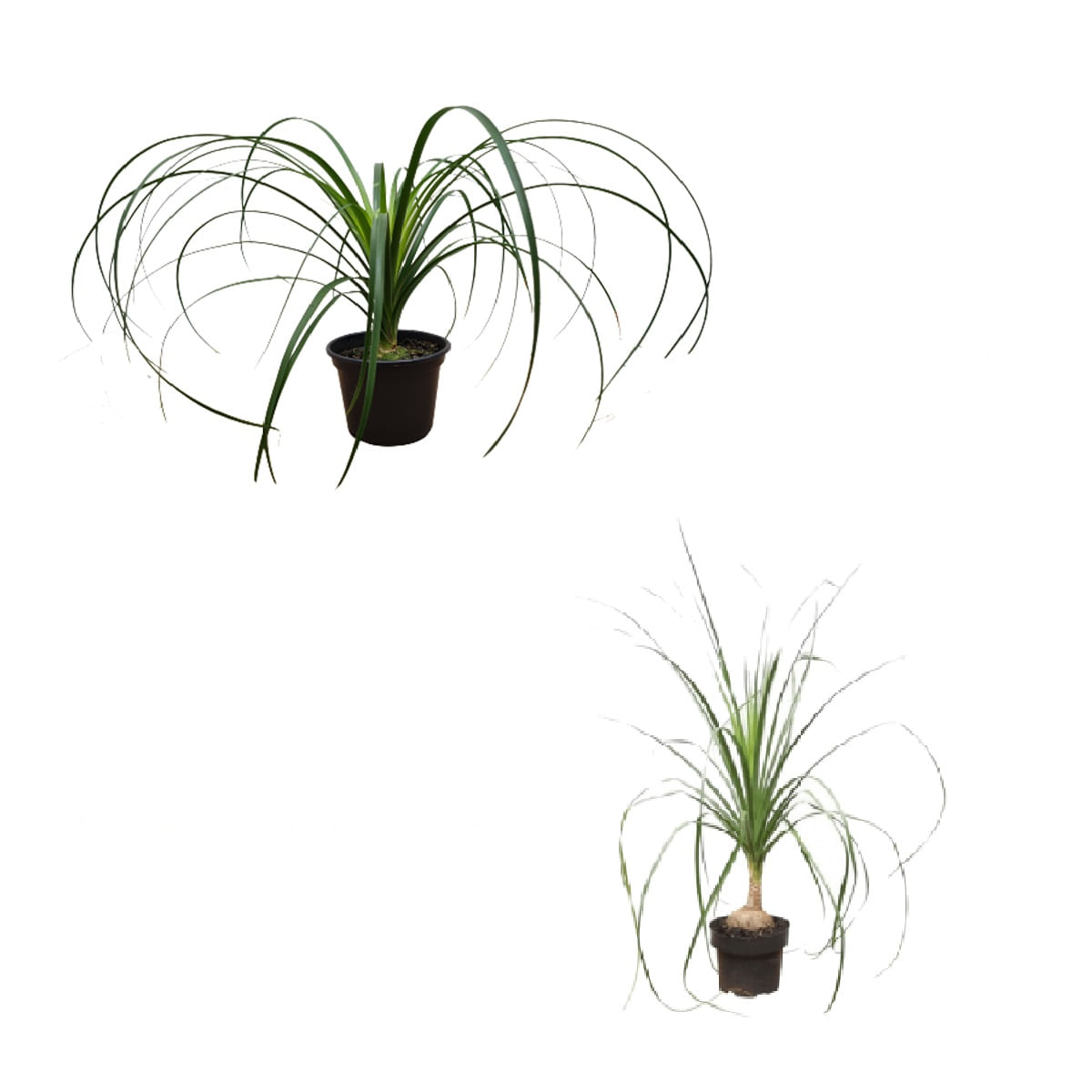 Muda Beaucarnea Pote 17 (Pata de Elefante)