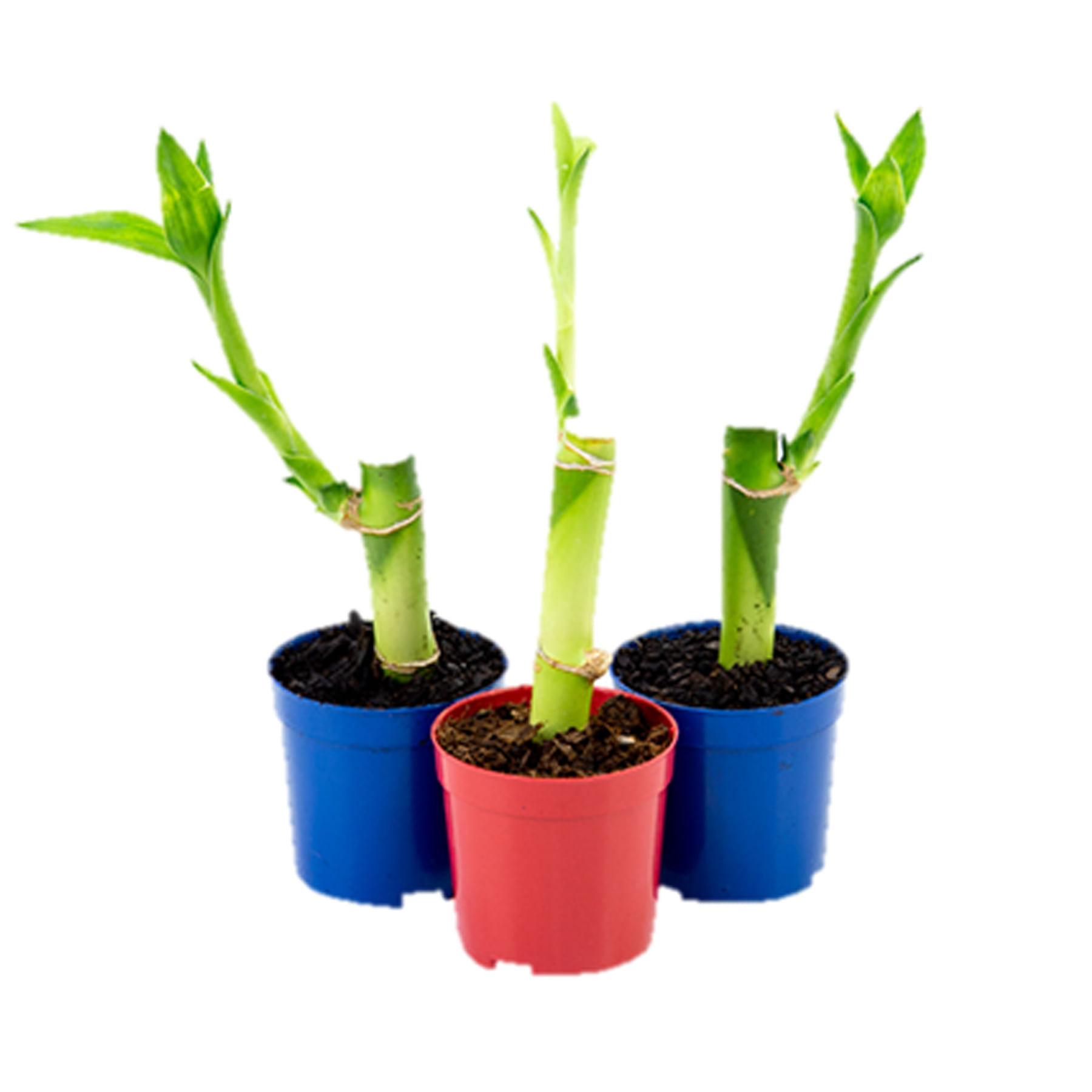 Dracena Lucky Bamboo Pote 06