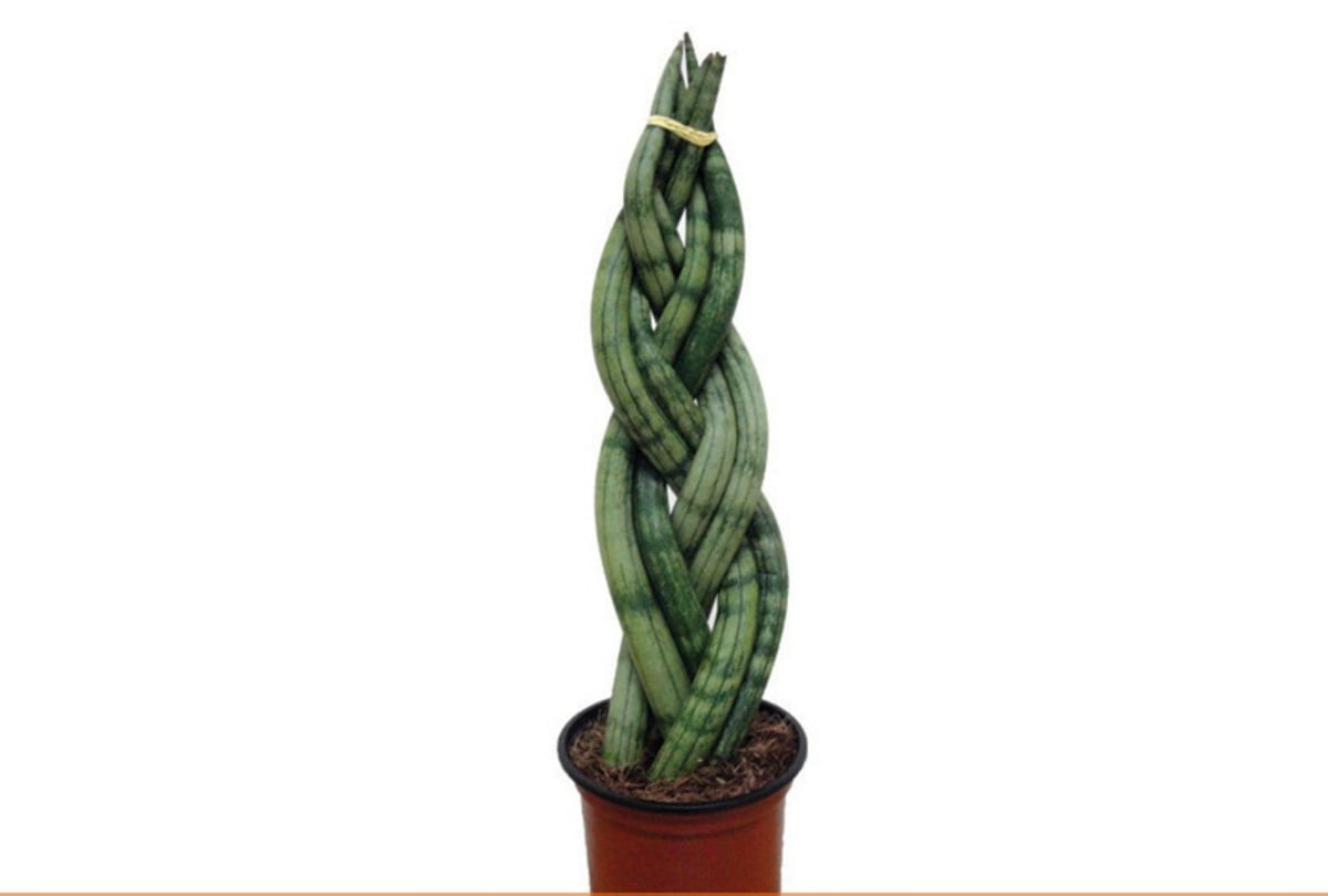 Muda Sanseveria Tran Large Braid Pote 12 (sansevieria-trançada)