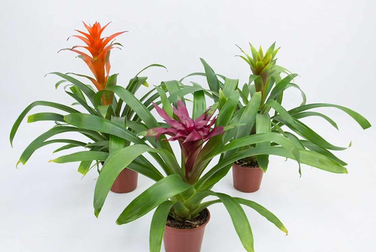 Flor Guzmania Variada Pote 14