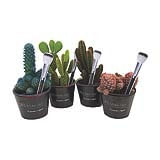 CACTUS COLOURS PT11