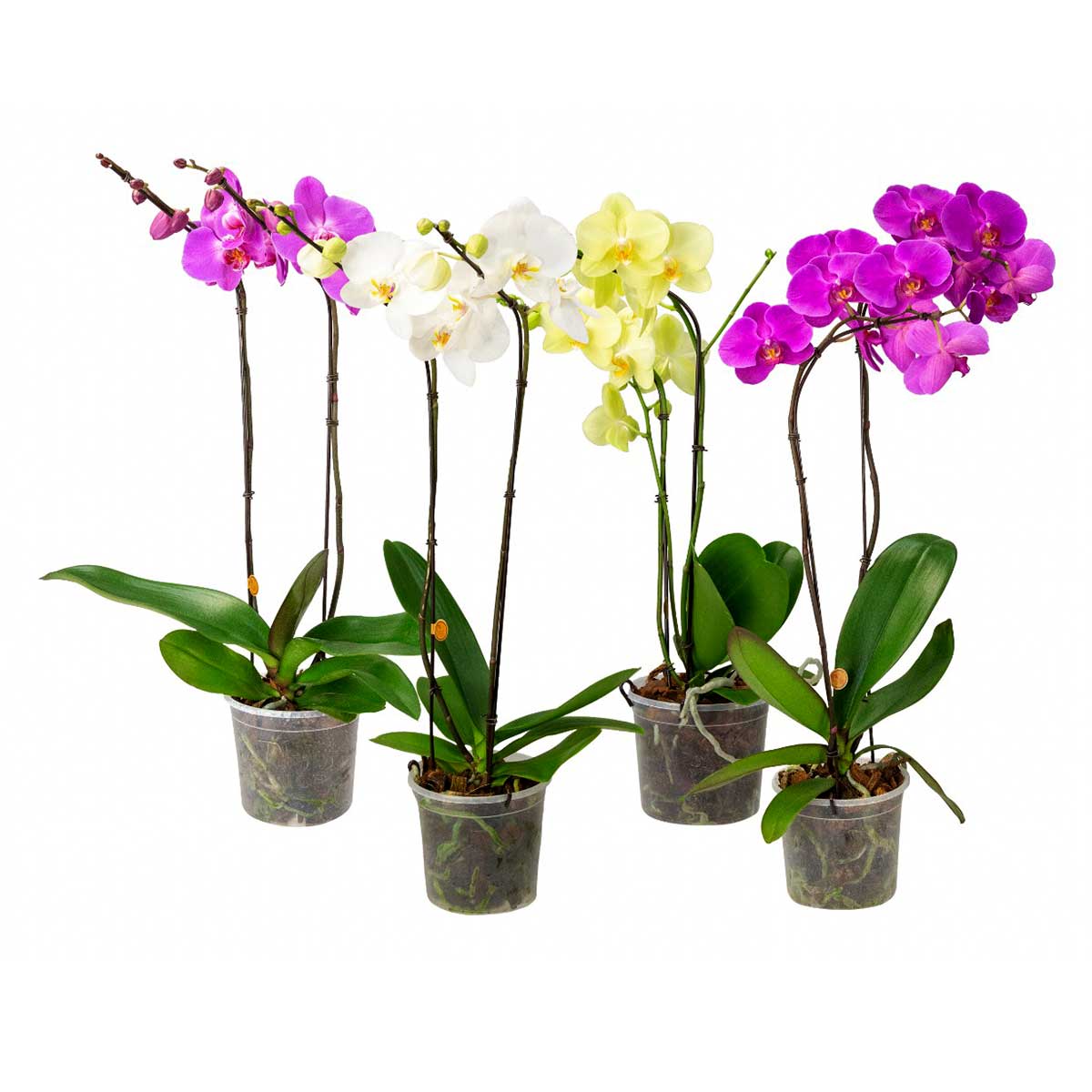 Orquídea Phalaenopsis Pote 15