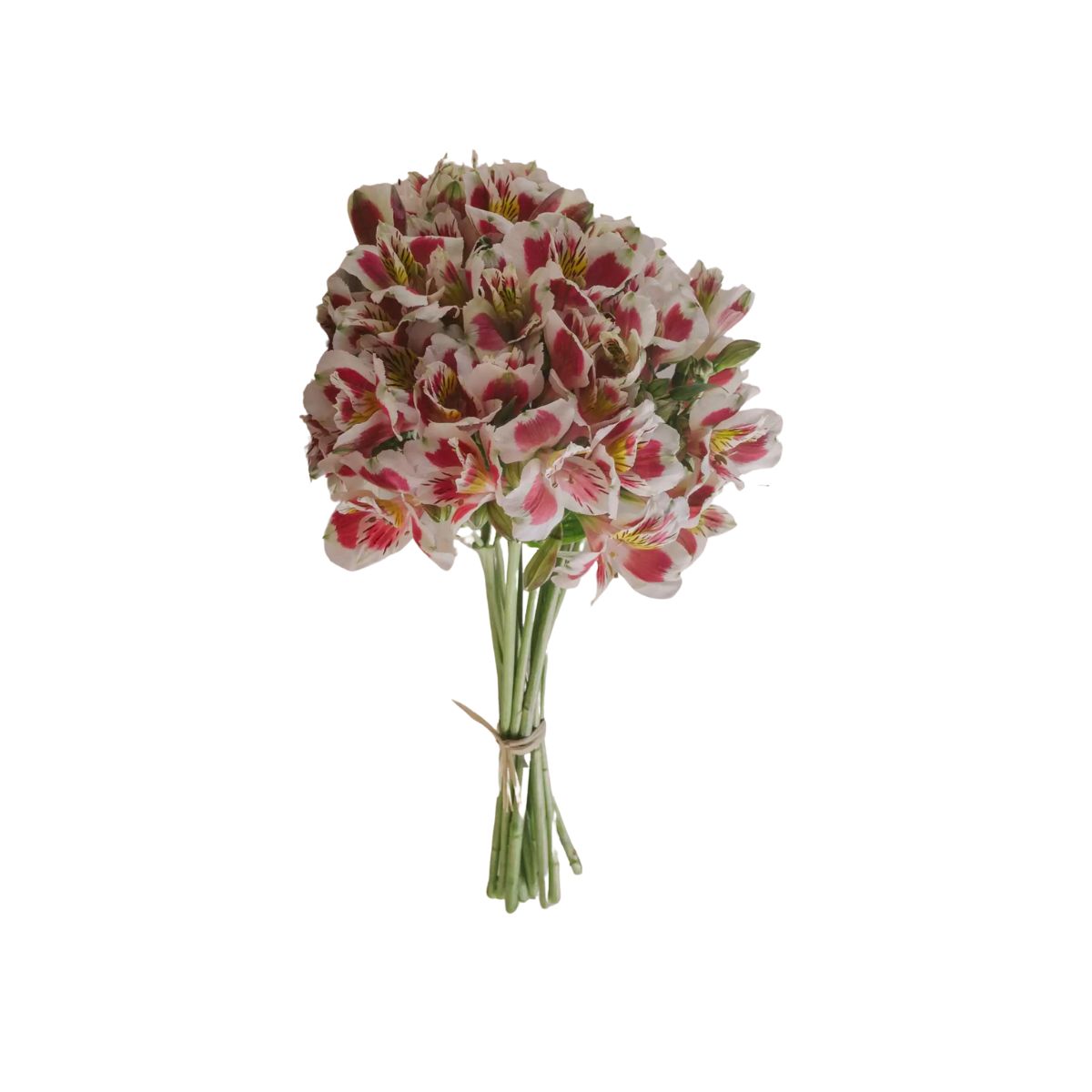 Maço Alstroemeria Variado com 10 Hastes