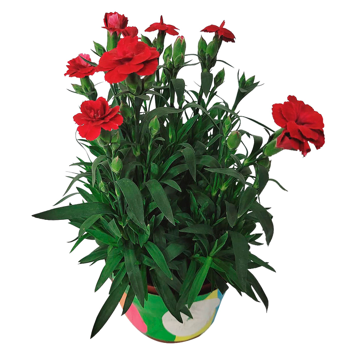 planta-begonia-p15-especial-lisianthus-decorado-1.jpg