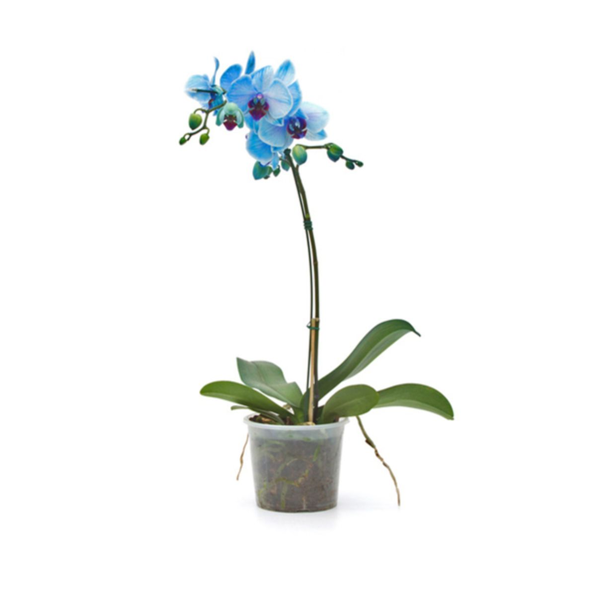 Orquídea Phalaenopsis Azul Pote 12